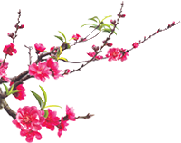 MAI TỘC - THÀNH PHỐ QUÃNG NGÃI MAI TỘC - THÀNH PHỐ QUÃNG NGÃI