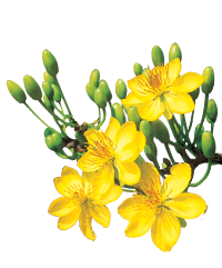 MAI TỘC - THÀNH PHỐ QUÃNG NGÃI MAI TỘC - THÀNH PHỐ QUÃNG NGÃI